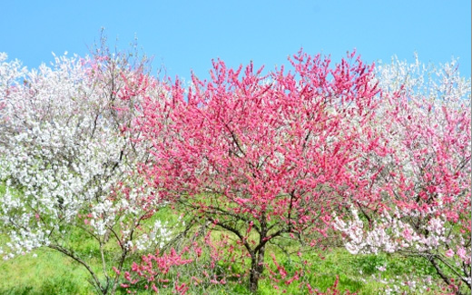 花桃の里